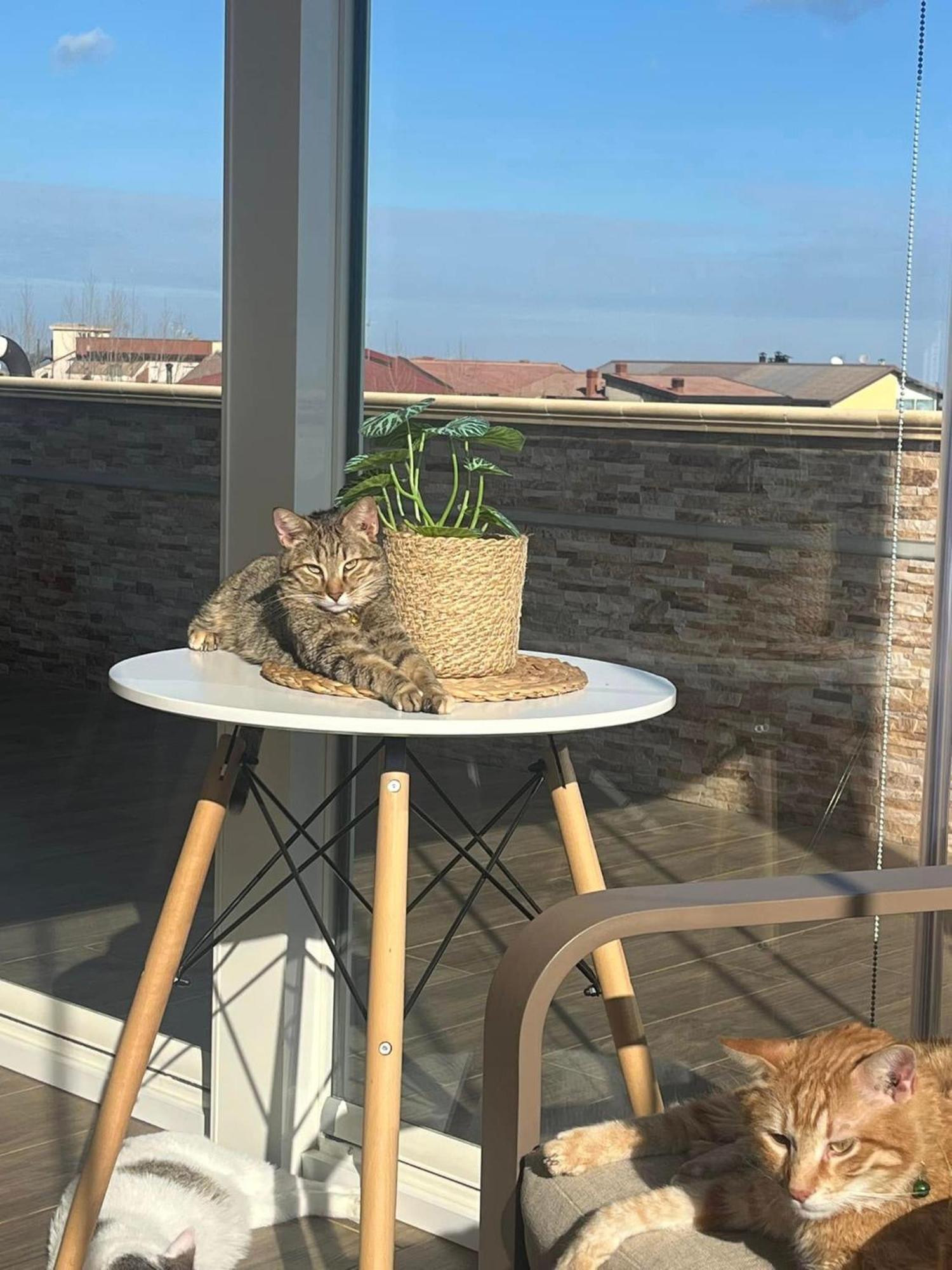 B&B La Terrazza Polifrone Cotronei Dış mekan fotoğraf